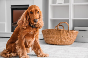 Red cocker spaniel sitting on floor at home