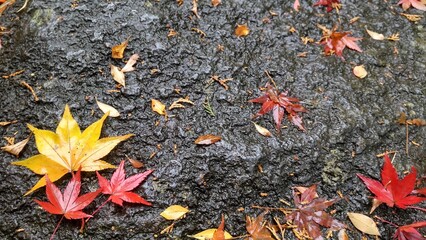 雨に濡れた赤と黄色のもみじ