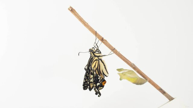 アゲハチョウ(Papilio xuthus)の羽化 タイムラプス 春型 メス 白背景 4K 4160x2304px	