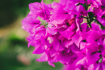 Las flores del NAPOLEON son su sello distintivo: de color fucsia violáceo, muy llamativas y...