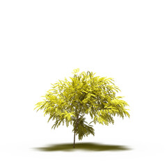 Fototapeta premium large tree with a shadow under it, isolated on white background, 3D illustration, cg render 