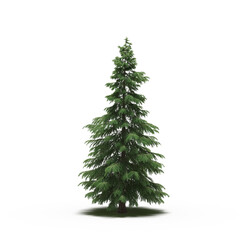 large tree with a shadow under it, isolated on white background, 3D illustration, cg render
