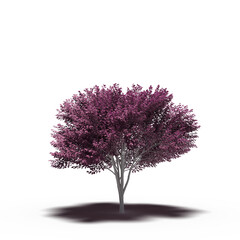 large tree with a shadow under it, isolated on white background, 3D illustration, cg render
