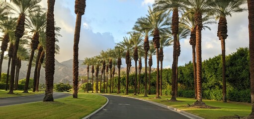 palm lined drive