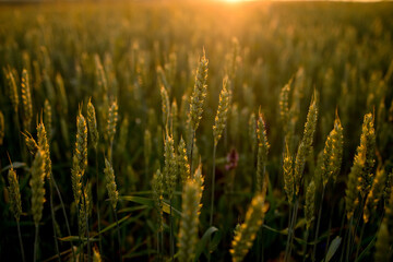 Fototapeta premium Green wheat against the background of Sunset. Beautiful summer landscape.