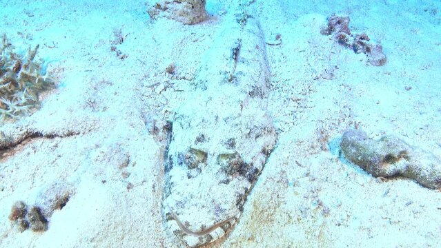 Cocodrile fish camouflaged  in a sand seabed - Red Sea underwater