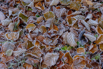 Selective focus of white morning frost on dried brown leaves on the ground, Frost is a thin layer of ice which forms from water vapor in an above freezing atmosphere, Nature pattern texture background