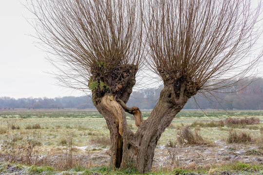 Winter landscape with one single pollarded willow tree on the side of street with cloudy sky, Nature path with green grass along the way and leafless tree, Countryside of the Netherlands.