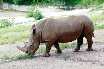 Fototapeta premium White rhinoceros