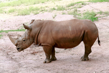 Fototapeta premium White rhinoceros