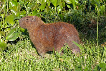 Capybara standing at the water's edge in the interior of the state of Sao Paulo, Brazil
