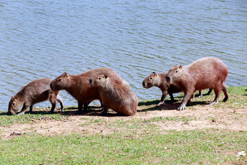 Flock of capybaras sunbathing at the edge of water