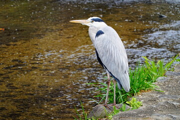 京都　禊川のアオサギ