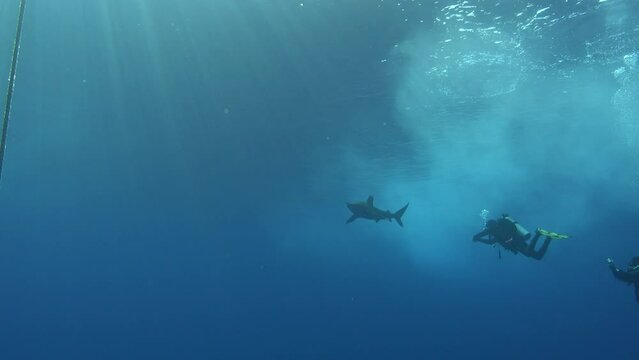 Underwater scene - Longimanus shark swimming near tho scuba divers