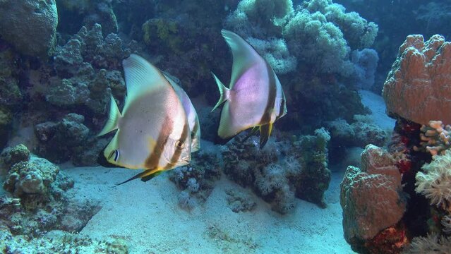 Red Sea underwater - Bait fsh in a reef