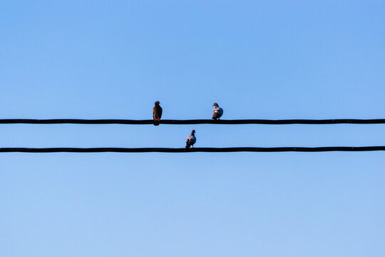Three birds on two wires, closeup, with blue sky behind, arranged as musical notes