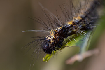 Caterpillar on a leaf in a big nature world