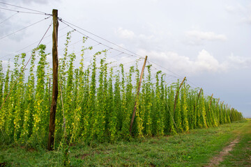 Obraz premium Bean plant crop growing on wires