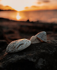 Magical Edinburgh: Clam shells at sunset