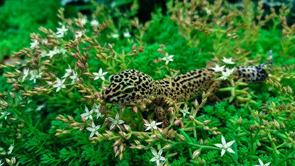 Fototapeta na wymiar The leopard gecko Eublepharis macularius resting on a branch in the forest