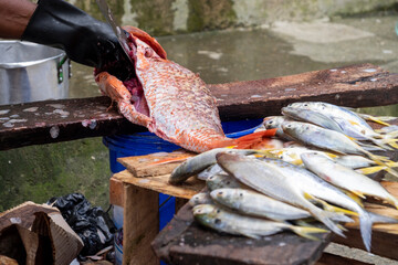 persona preparando pescado pargo rojo para la venta en mercado publico pacifico Colombiano