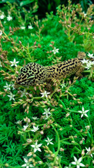 The leopard gecko Eublepharis macularius resting on a branch in the forest