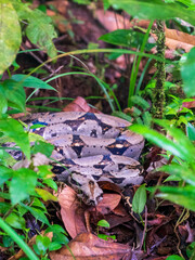 Serpiente Boa constrictor entre hojas verdes en la isla gorgona 