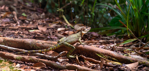 Reptil basilisco tomando el sol en  la Isla Gorgona Colombia