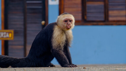 Mono capuchino sentado en el piso en primer plano con la mirada fija