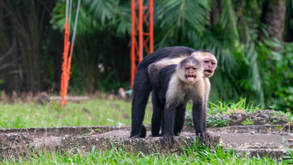 pareja de monos capuchinos de cabeza blanca abrazados en isla gorgona colombia