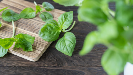 スイートバジル