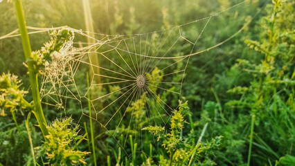 Dew drops on spider web in morning meadow. Spiderweb net trap