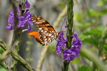 Gulf fritillary butterfly (Dione vanillae) feeding from a porterweed flower in Cotacacahi, Ecuador