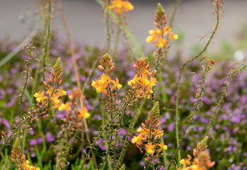Photography of beautiful plants in the garden.	