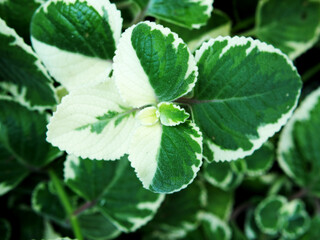 vareigated plants leafe pot house decorate cafe and shop by great plants