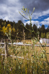 Detail shot of sweet clover in front of a alpine meadow and small farm with green house and garden
