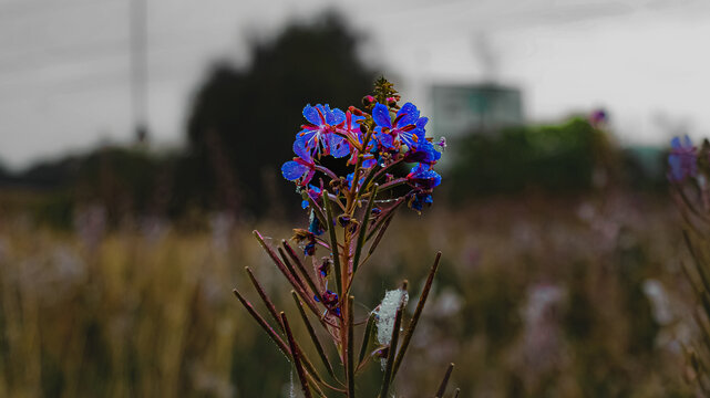 lavender in the field