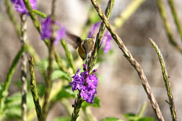 White-bellied woodstar (Chaetocercus mulsant) hummingbird in flight, feeding from a porterweed plant, in a garden in Cotacacahi, Ecuador