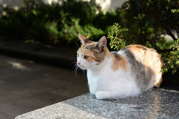Beautiful stray cat sitting on stone parapet outdoors. Homeless pet
