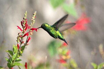 Western emerald (Chlorostilbon melanorhynchus) hummingbird in flight, feeding from a red flower in a garden in Cotacacahi, Ecuador