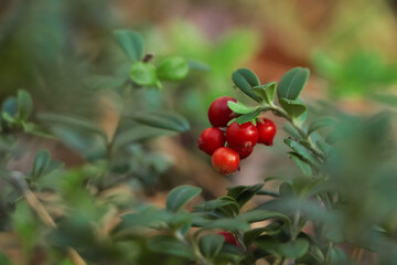 Tasty ripe lingonberries growing on sprig outdoors