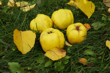 Fresh quince fruits and fallen yellow leaves on green grass