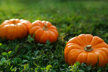 Fresh ripe orange pumpkins on green grass, space copy text