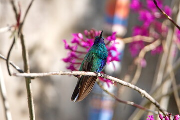 Sparkling violetear (Colibri coruscans) hummingbird perched in a porterweed bush in a garden in Cotacacahi, Ecuador