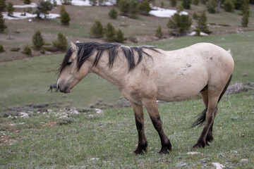 Tan blonde buckskin wild horse stallion on mountain ridge in the central Rocky Mountains in the western United States