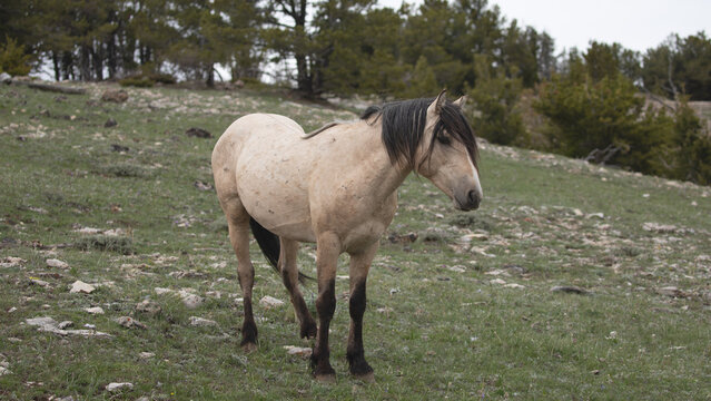 Blonde buckskin wild horse stallion on mountain ridge in the central Rocky Mountains in the western United States