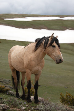 Light blonde buckskin wild horse stallion next to spring snowfield on mountain ridge in the central Rocky Mountains in the western United States