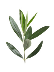 Olive twig with fresh green leaves on white background