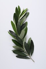 Olive twig with fresh green leaves on white background, top view