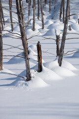 雪が積もった青い池の湖面
